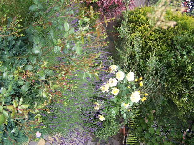 lawenda; róże i irga