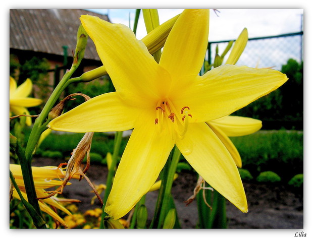 Lilia