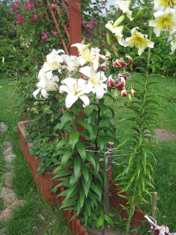 Lilie drzewiaste 
