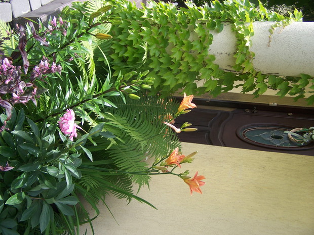 liliowiec; piwonia chińska i panstemon zdobią wejście do domu