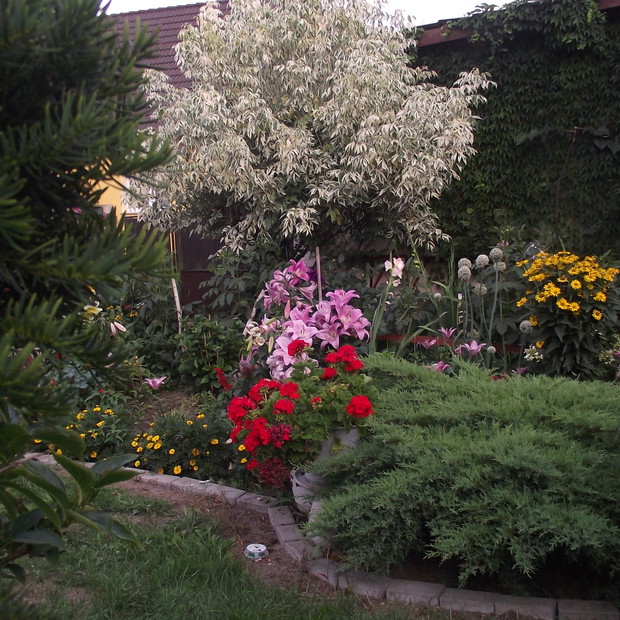 lilje pod białym klonem