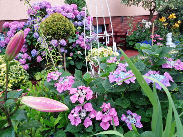 Lipcowy miesiąc ubogacony w hortensje.