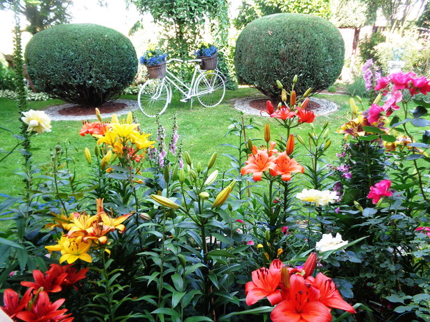   Llilie nie tylko pięknie wyglądają , ale i zapach mają  zniewalający:):):)