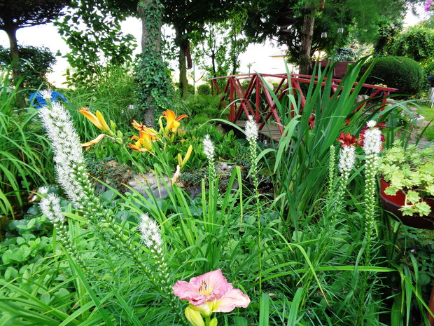 Lliuliowce , liatry posadzone na brzegu oczka.