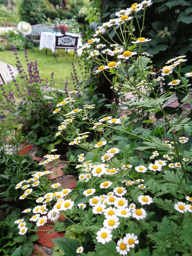 Magia maruny naszego latowego
ogrodu.