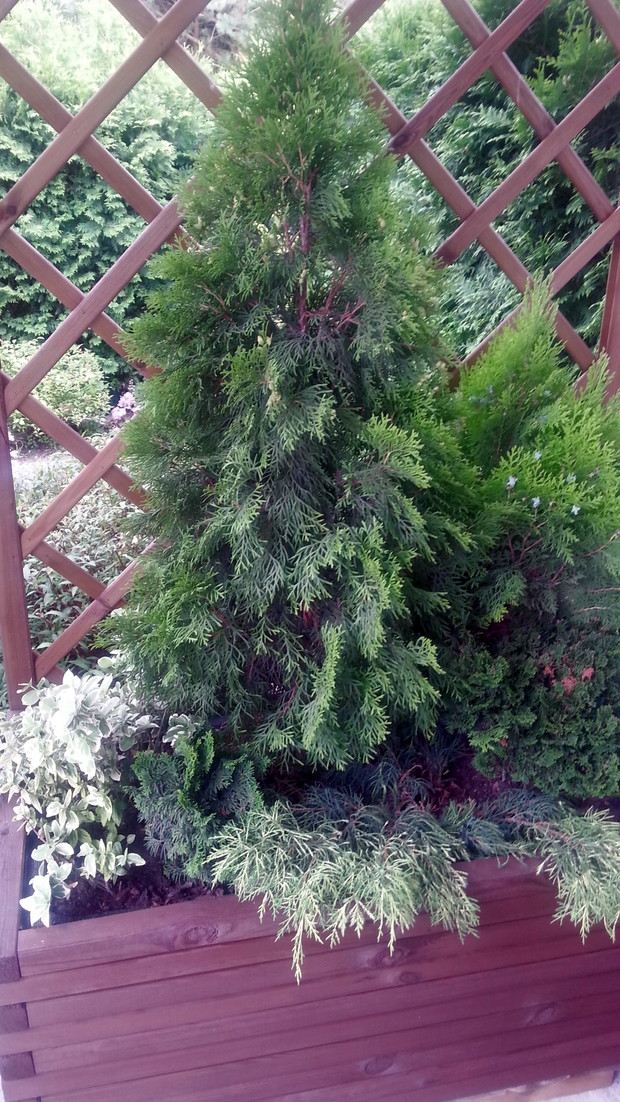 Małe kompozycje z iglaków w donicach.