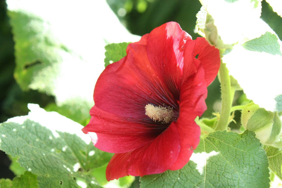 Malwy w tym roku zachwycają ciekawymi kolorami
