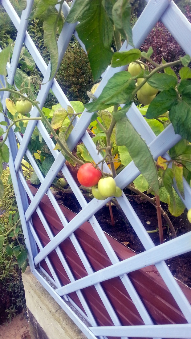 Mały ogród warzywny jako ozdoba tarasu