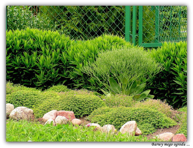Marcinki,zatrwian i macierzanka