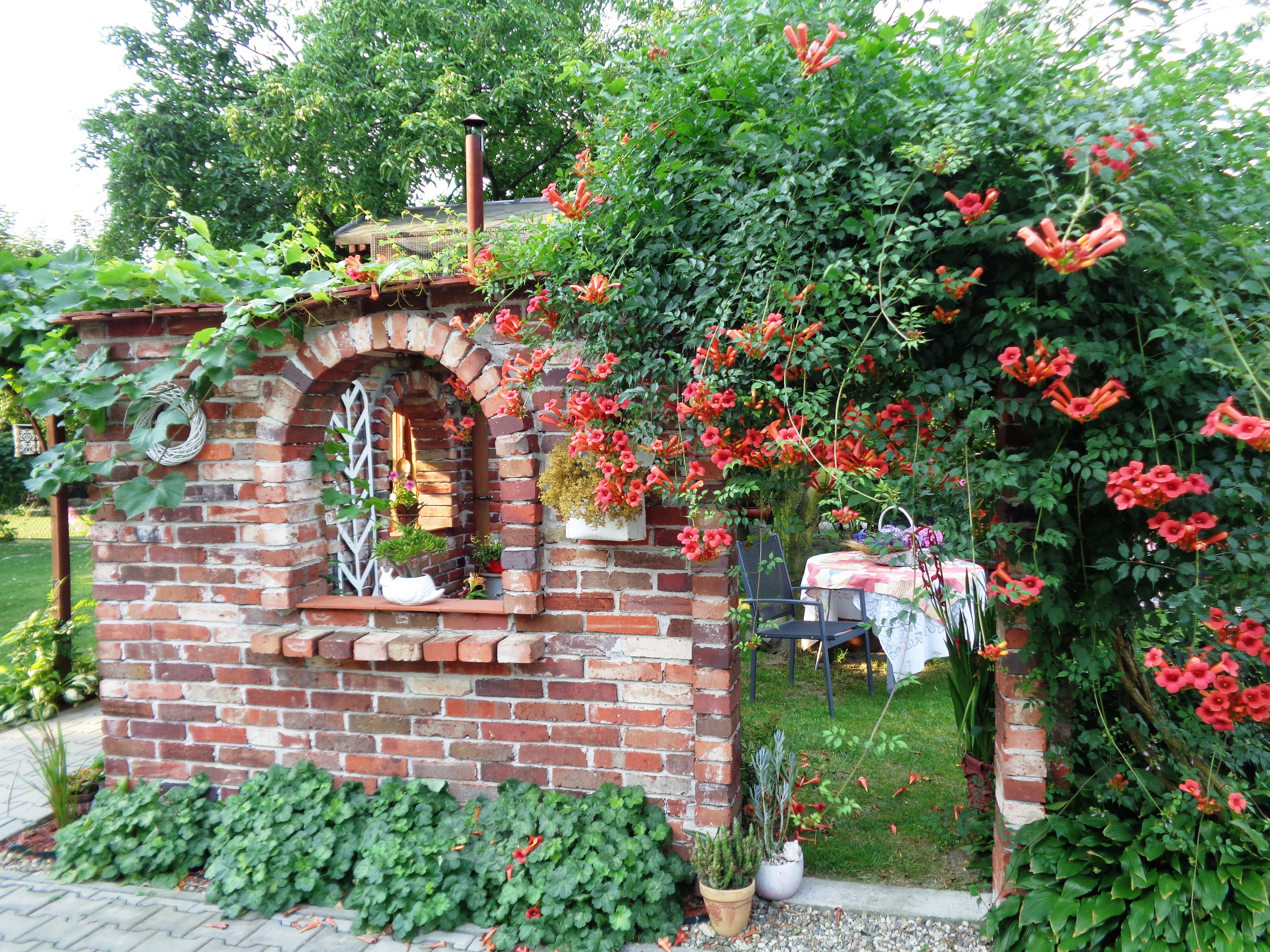 Milin amerykański  o nazwie 'Flamenco" od lipca do września stanowi prawdziwą atrakcję ogrodu a najładniej kwitnie w ciepłe i słoneczne lata.
     