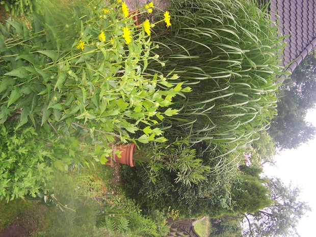 miskant; oleander w donicy i rudbekia