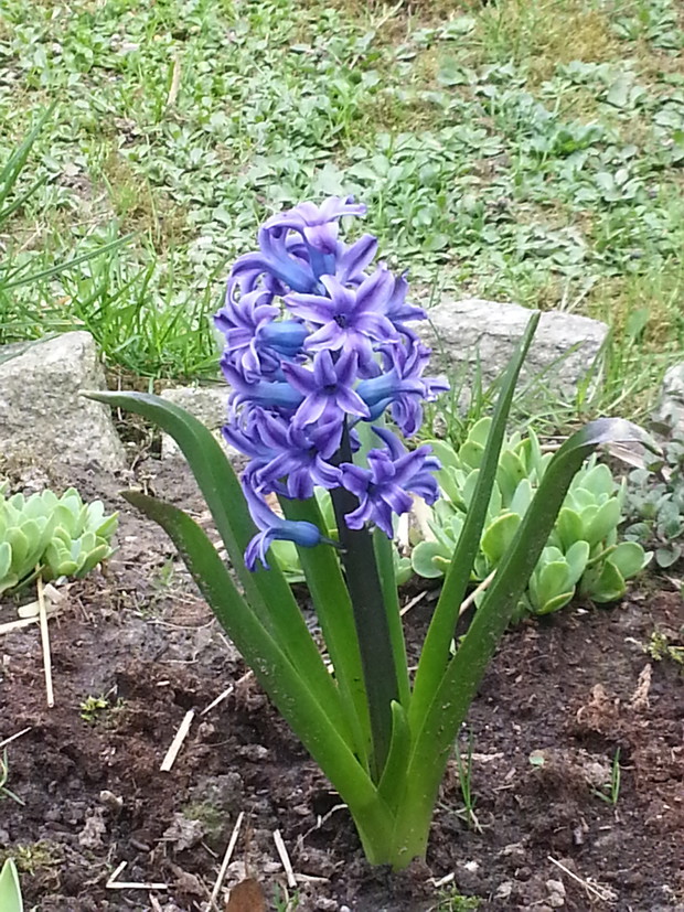Mój hiacynt ( Hyacinthus) w kwietniu br.