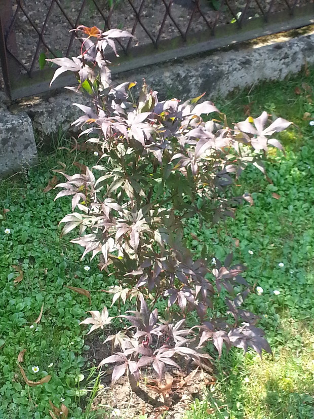 Mój klon palmowy ( Acer palmatum ) 'Bloodgood'