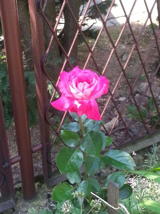 Moja róża ogrodowa w lipcu