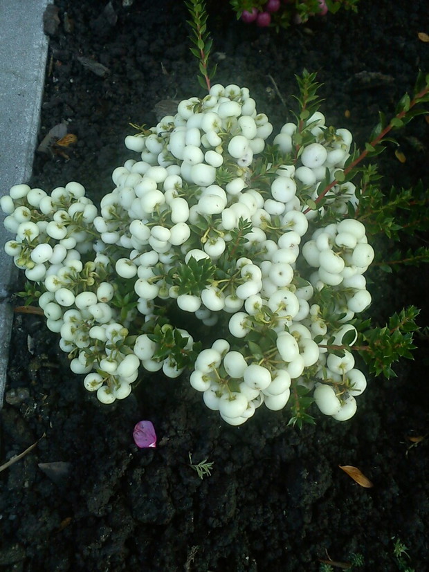 Moja ulubiona roślinka