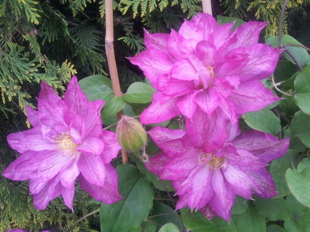 Moje nalogowo - powojniki - Asao