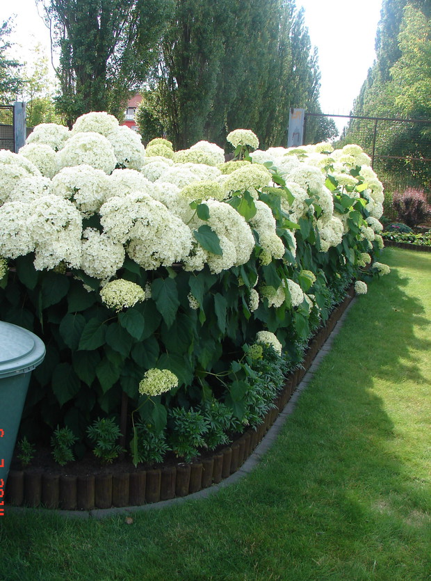 Moje oczka w głowie, hortensje Anabelle.