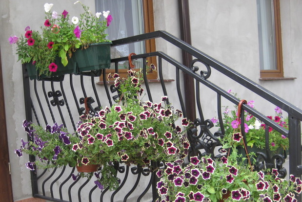 moje ukochane surfinie i petunie, niektóre wyhodowane przeze mnie