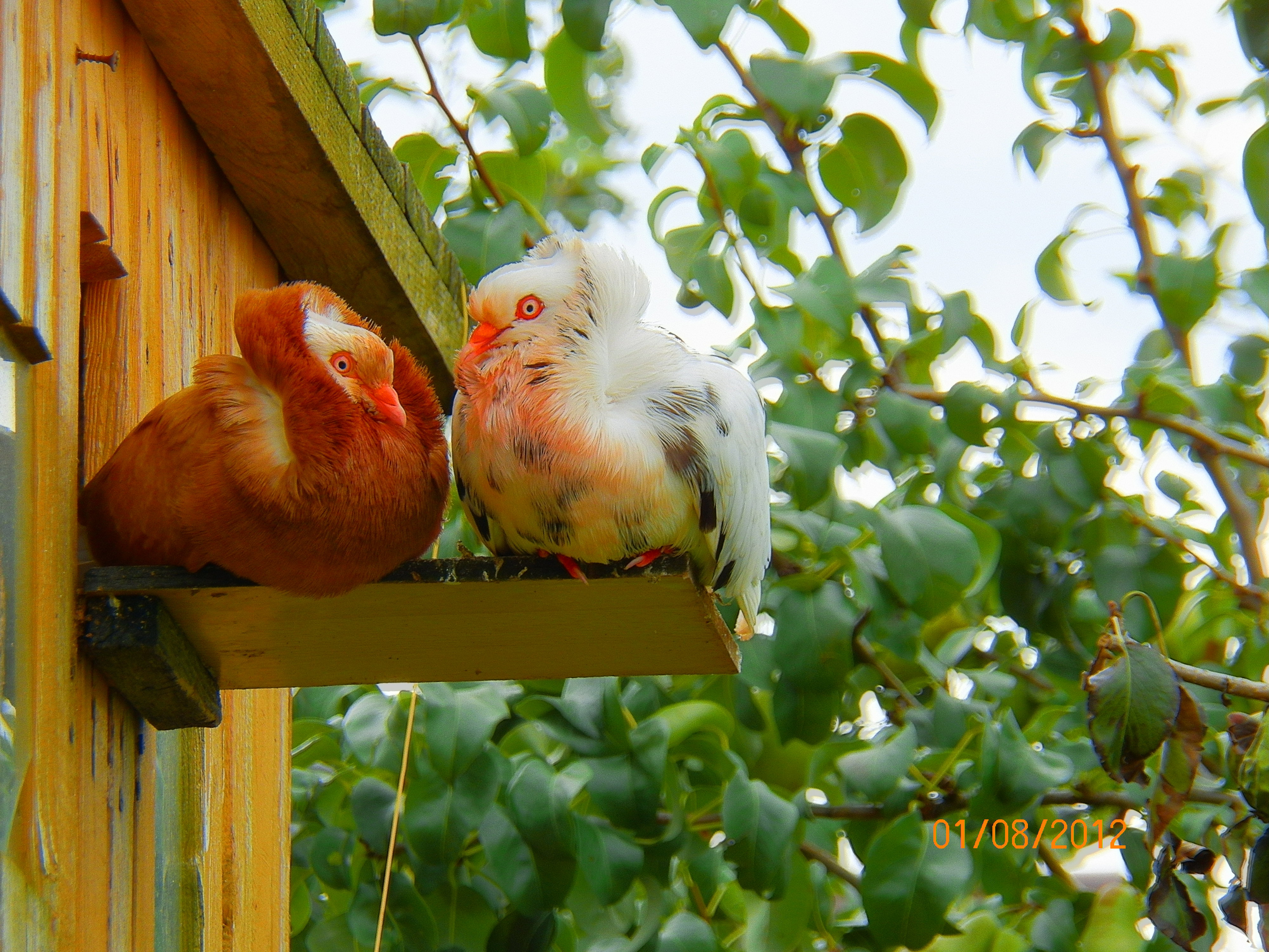 Moje ulubione ptaszki