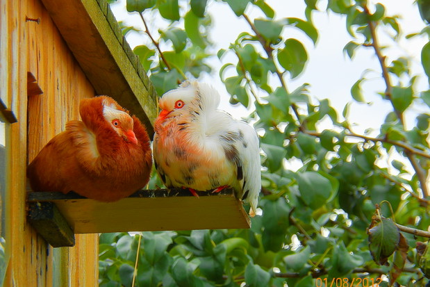 Moje ulubione ptaszki