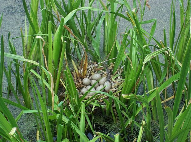 Na przydomowym stawku