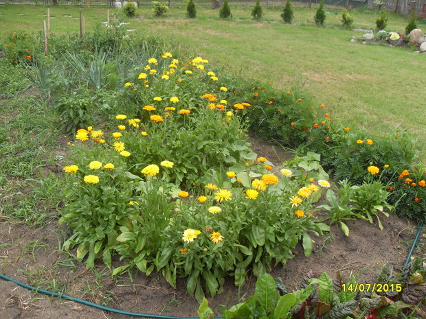 Nagietki chowające krzaki ogórków