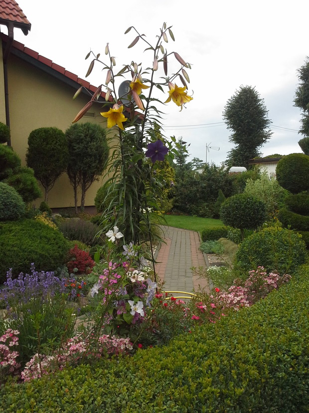 Najwyzsza lilja w ogrodzie (2m)