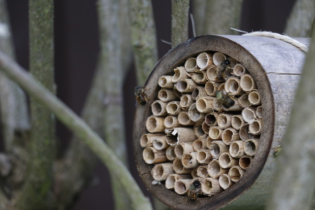 Nasi dzielni mali pomocnicy - murarki, cieszą się kwiatami na równi z nami