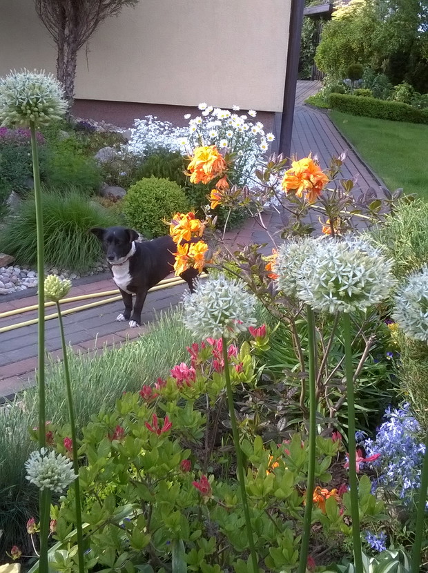 Nasz piesek na tle azalii