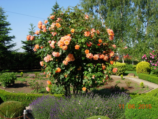 Nasze róże przed domem