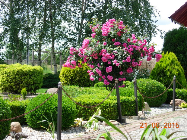 Nasze róże przed domem