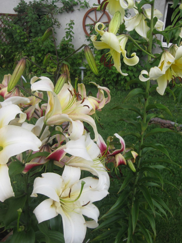 Nie ma nic piękniejszego niż zapach tych wspaniałych Lili 