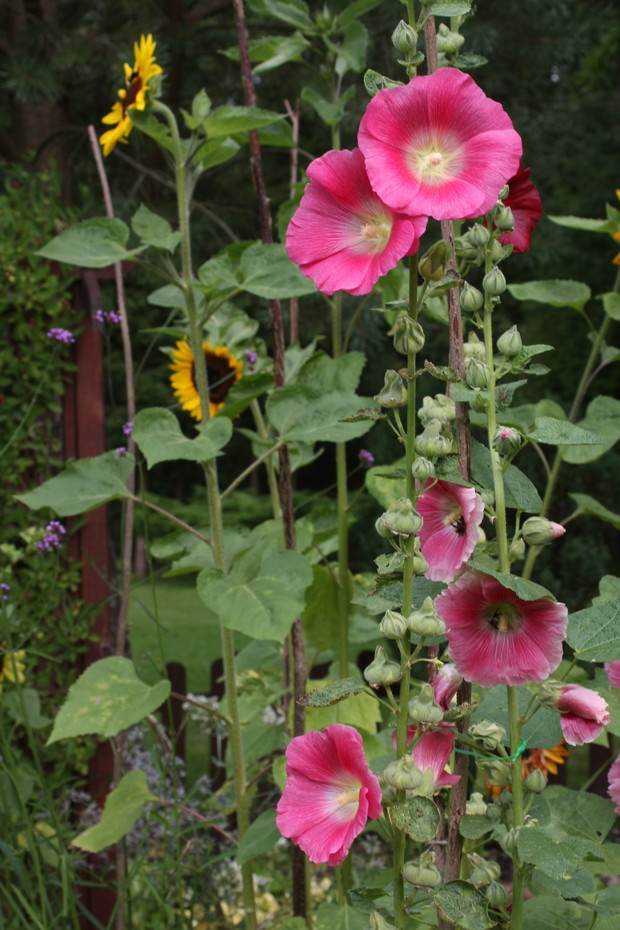 Nie ma wsi, jeśli nie ma tych kwiatów