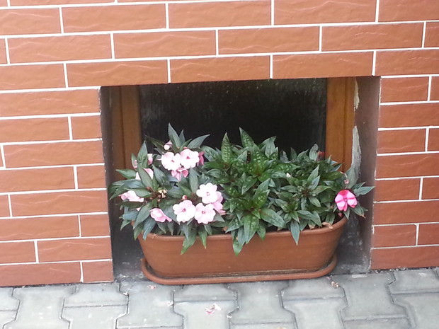 Niecierpki w donicy w oknie piwnicy