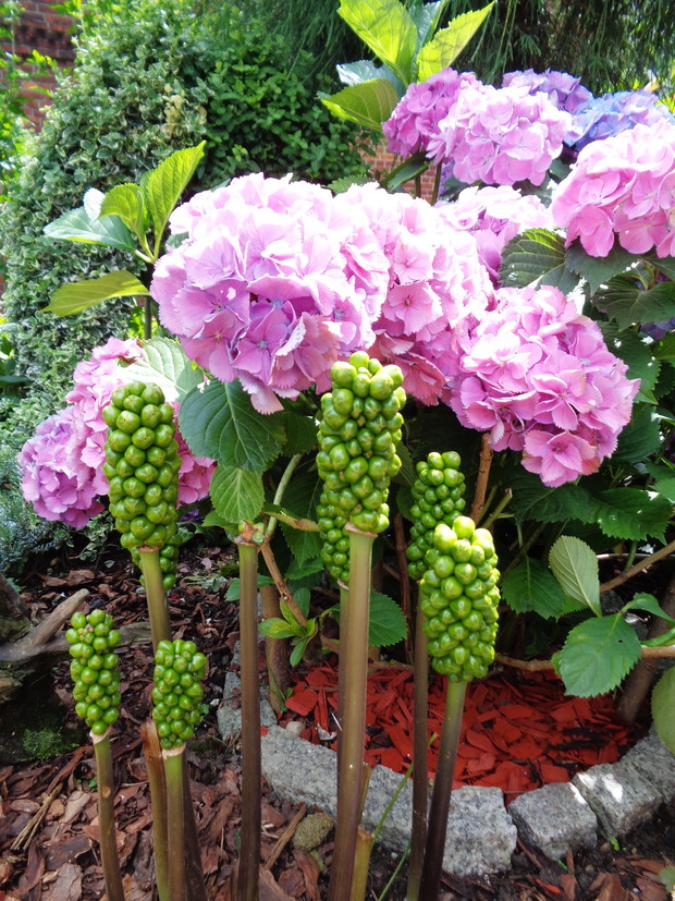 obrazki wloskie w towarzstwie hortensji