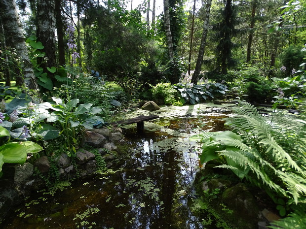 Oczko wodne porastają paprocie, hosty i trawy