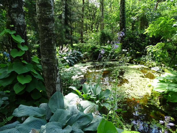 Oczko wodne porastają paprocie, hosty i trawy