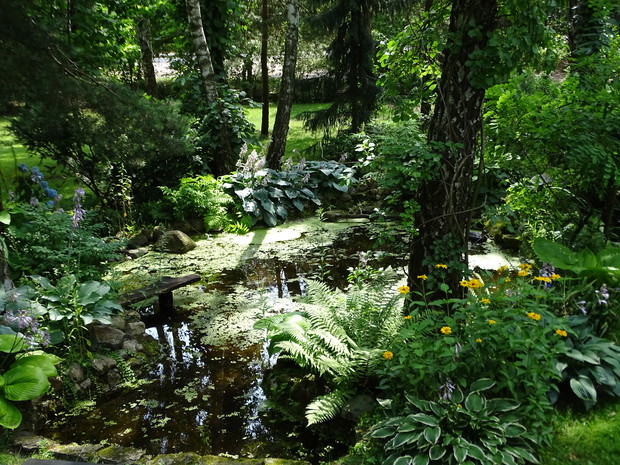 Oczko wodne porastają paprocie, hosty i trawy