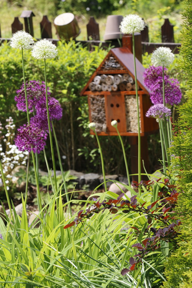 Od niedawna zakochaliśmy się w czosnkach ozdobnych