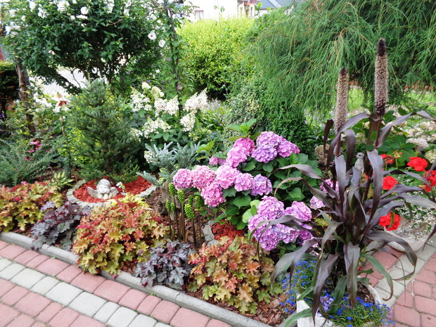   Od sameg wejścia do naszego  ogrodu
spotkałam moje ukochane żurawkii hortensje.