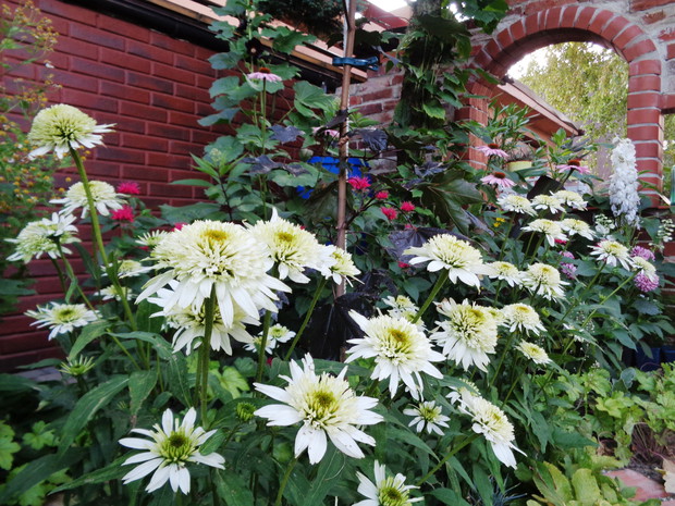 Ogród bar­wami  jeżówek lata rozkwita...