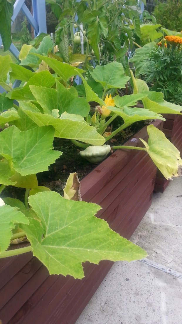 Ogród przydomowy w donicach. Warzywo też jest piękne.