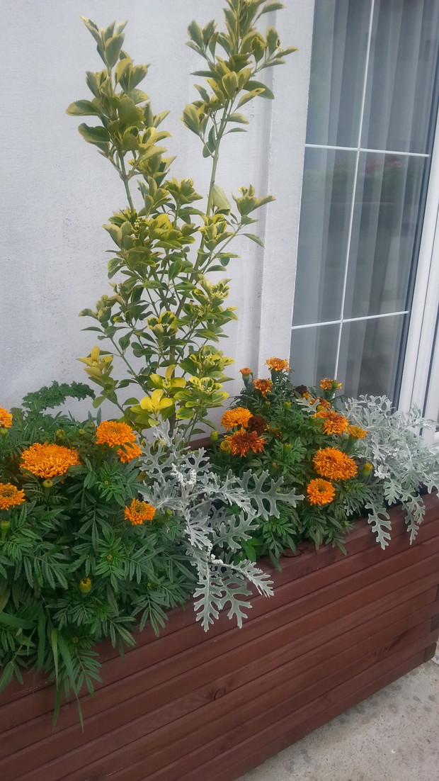 Ogród zaklęty w donicy. Obok aksamitek i starca rośnie jarmuż i pietruszka.