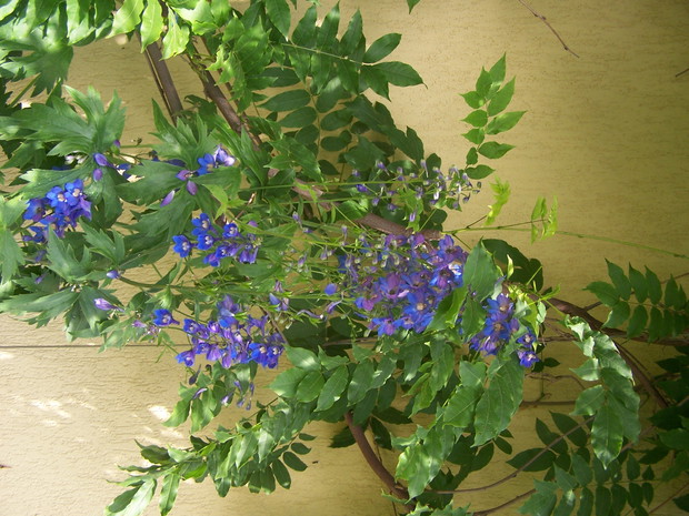 ostróżka na tle glicynii