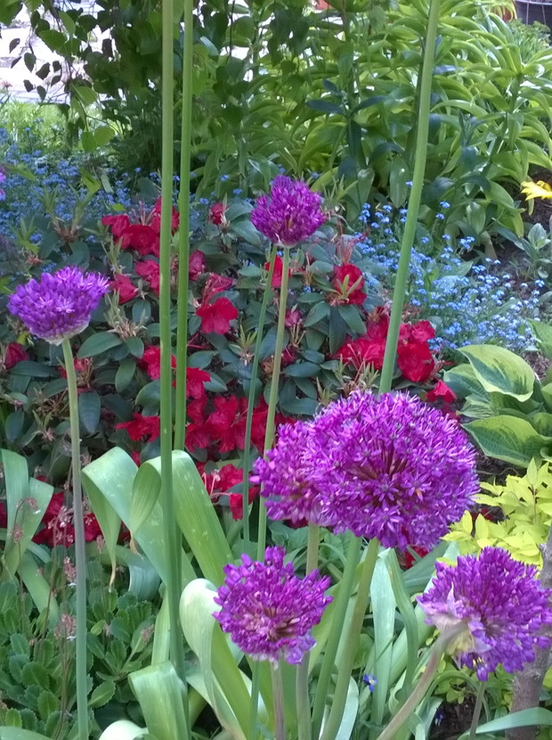 Ozdobne czosnki, rododendron i niezapominajki