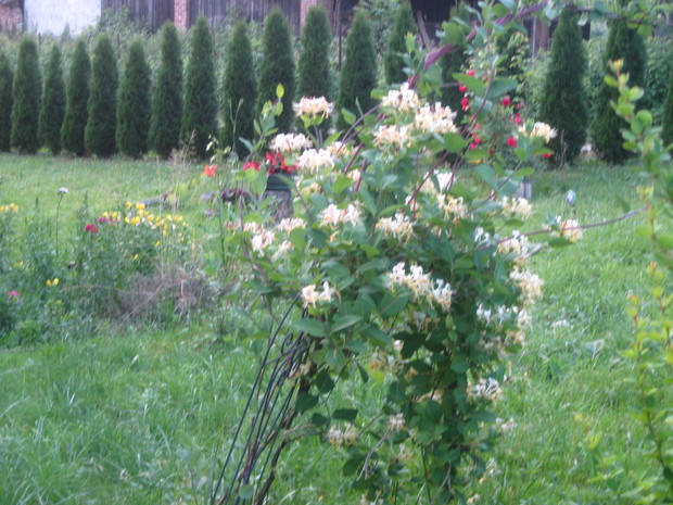 PACHNĄCY KSIĄŻE LATA