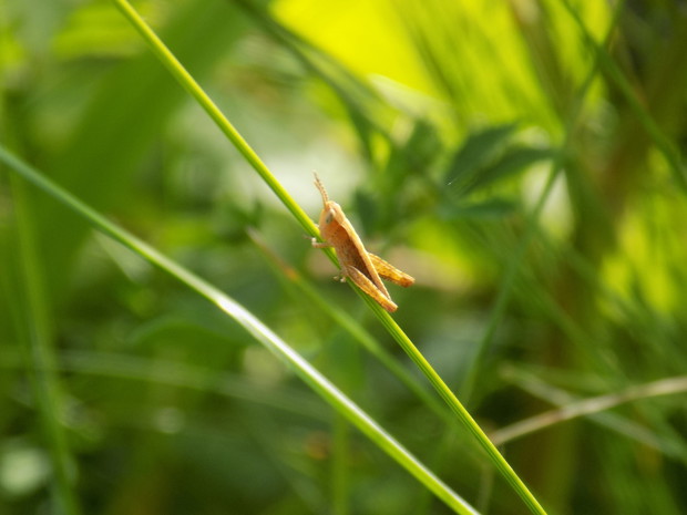 Pasikonik (zdj.: Fotolia.com)