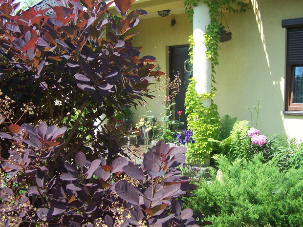 perukowiec podolski przed domem i winobluszcz na kolumnie przy drzwiach wejściowych