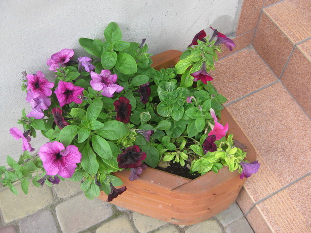 petunie wyhodowane przeze mnie 