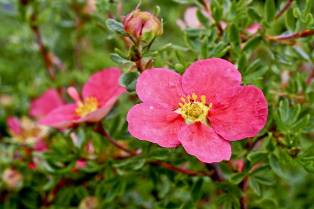 Pięciornik krzewiasty